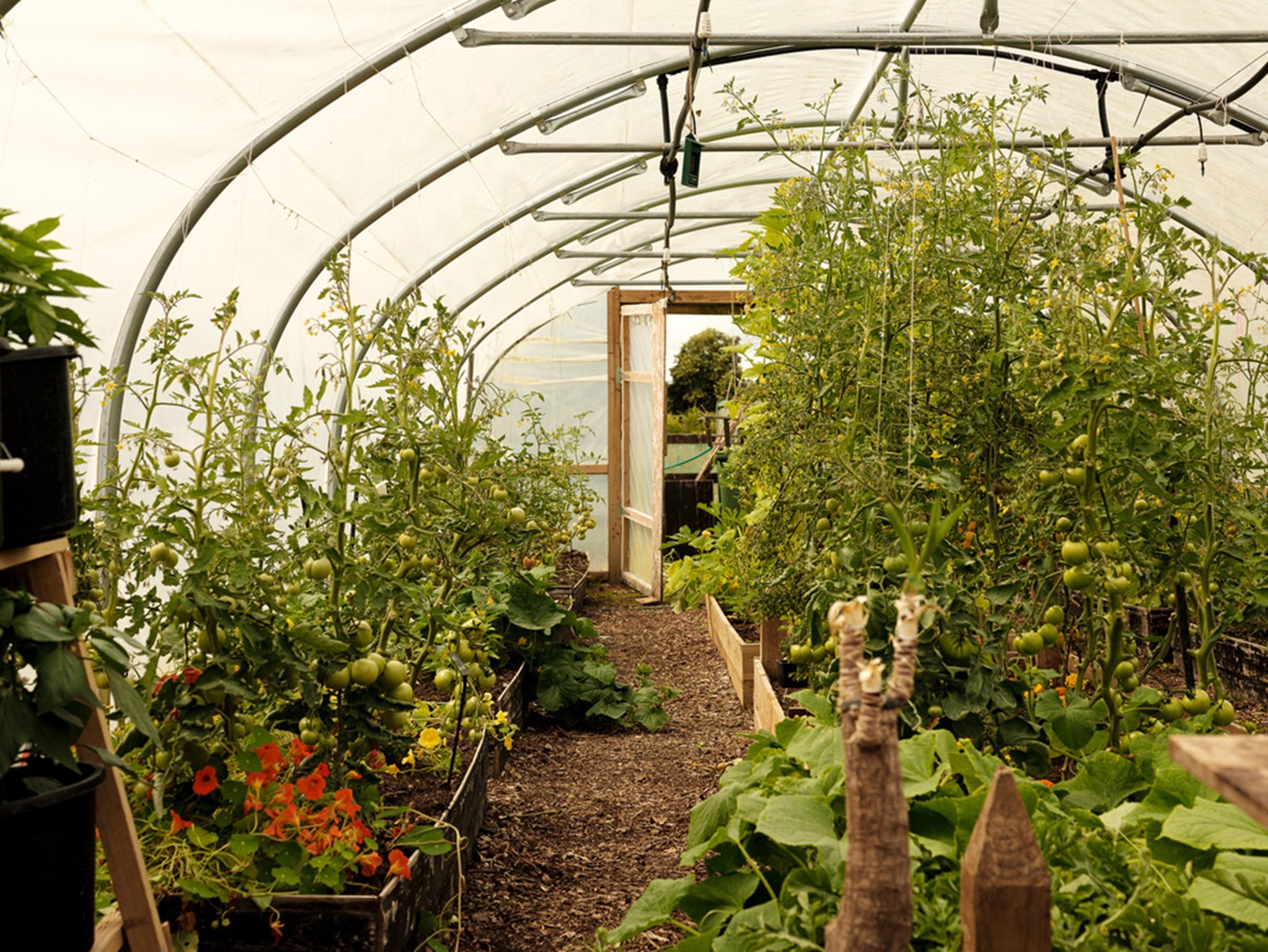 A view through one of the Roots and Seeds Greenhouses filled with greenery.